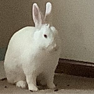 Meet your Posher, Wendy